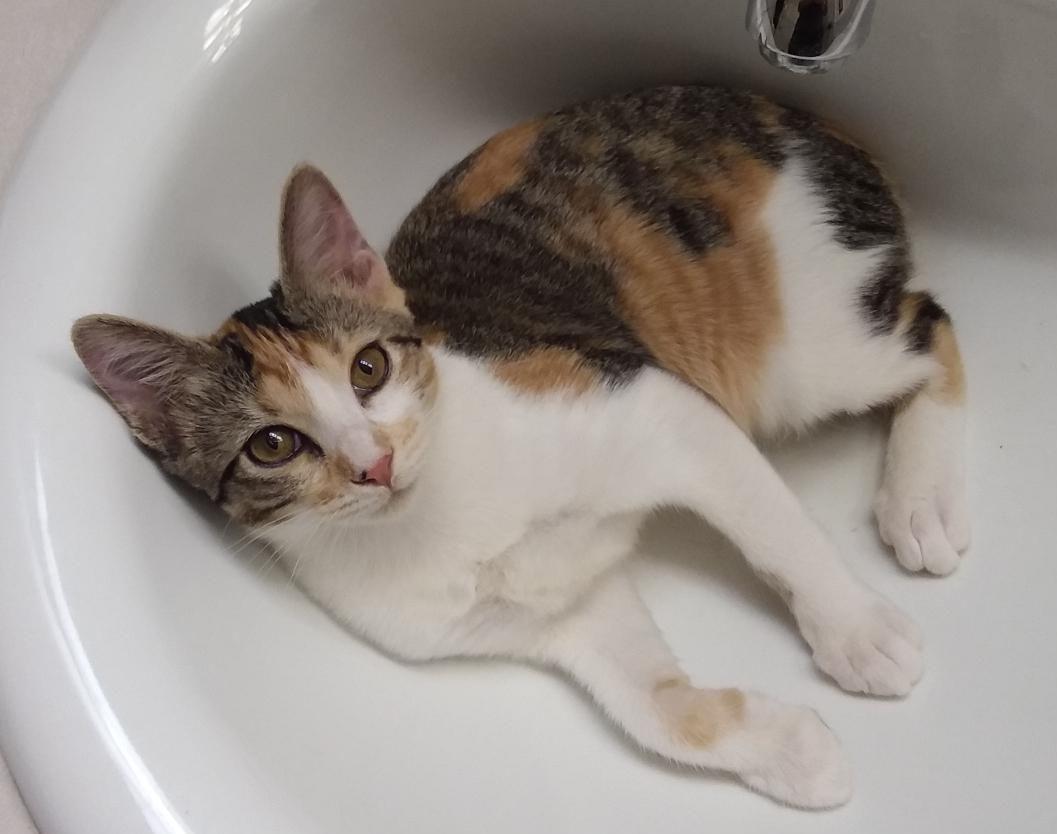 Adopt a friend: Nebula